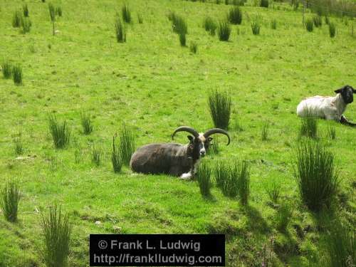 Rams